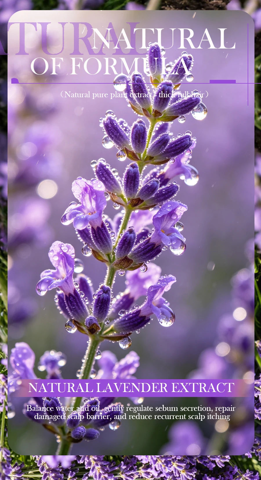 Lavender Shampoo Oil Control Refreshing Hair Smooth Oily Scalp Solution No Silicone Oil